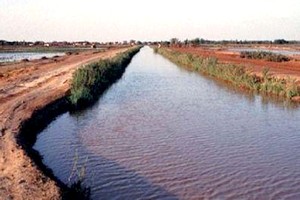 Mauritanie : une ferme agricole de plus de 2 000 hectares inaugurée dans la vallée du fleuve Sénégal