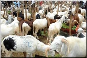 L’Aïd Al Adha aura lieu jeudi 24 septembre en Mauritanie « Officiel »