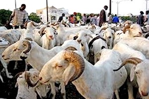 Fête d’El Id El Kebir Le mouton hors de portée