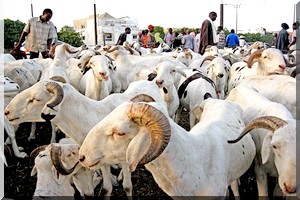 Moutons pour la Tabaski 2016 : Le Sénégal a besoin de 750 mille têtes 