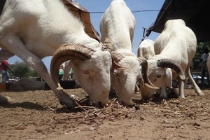En Afrique, la fête de la Tabaski est marquée par la crise