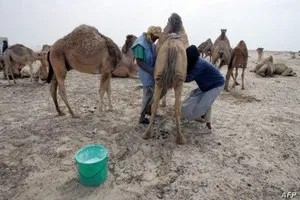 Nouveaux foyers de fièvre de la vallée du Rift en Mauritanie Médecine des voyages