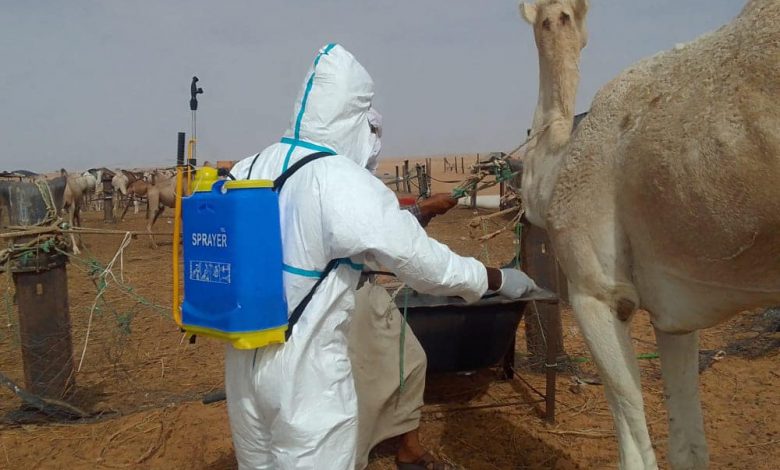 Mauritanie : recrudescence des cas de la Fièvre de la Vallée du Rift au sein du bétail