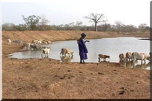 Foyers de fièvre de la vallée du Rift chez le bétail en Mauritanie