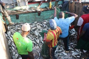 Mauritanie: Comment l'accord de l'UE peut être utilisé pour améliorer la gestion de la pêche- Par Ad Corten