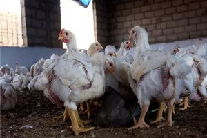 Mali: grippe aviaire détectée, des mesures accrues pour endiguer la maladie