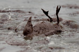 Exploitation gaz offshore Sénégal-Mauritanie : Dakar a abrité une consultation publique sur l’impact environnemental
