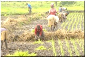 173 millions de dollars de la Banque mondiale pour l ' Initiative pour l'irrigation au Sahel  