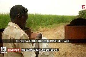 Mauritanie : une mauvaise herbe qui vaut de l'or