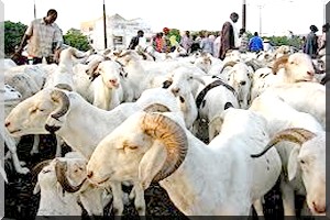 Le prix du mouton de fête atteint  80.000 UM à Nouakchott