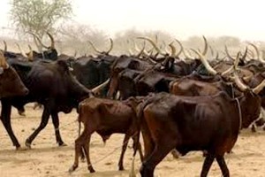 Mauritanie : l’aliment de bétail exonéré de droit de douane
