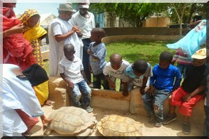 Culture : Le vieil homme et la tortue (Conte)