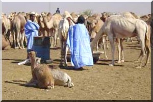 Fédération des éleveurs mauritaniens : le Congres reporté au 22 juillet