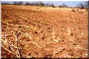 Selon le CILSS, 13 millions de personnes risque d'être en situation de crise alimentaire dès le mois de juin au Sahel