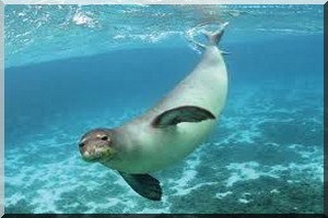 Mammifères marins : deux espèces menacées par la surpêche en Mauritanie
