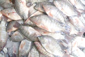 Marché au poisson de Nouakchott : Un important pôle économique 