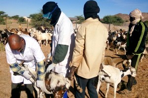 Mauritanie : vers l’immunisation de 6 millions de têtes de bétail