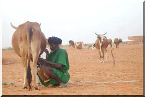 Mémoire nationale mauritanienne : guerre civile et conquête coloniale au Sénégal.(6)…