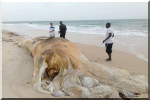 Missions de monitoring du BGP : Découverte d’une carcasse de baleine