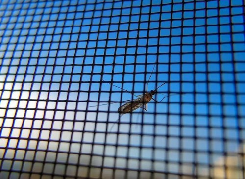  Comment la modification génétique des moustiques pourrait renforcer la lutte mondiale contre le paludisme