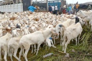 Mauritanie : exportation de 350000 moutons vers le Sénégal pour la Tabaski 2018