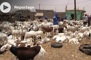 Vidéo. Mauritanie: moutons chers et clients rares à la veille de l'Aïd el-Fitr