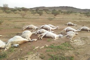 Mort de dizaines de moutons des suites des eaux issues du traitement préliminaire dans la zone de Tasiast