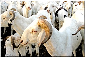 Flambée des prix du mouton à Nouakchott