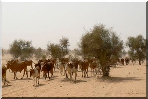 La Mauritanie cherche à augmenter sa production animale par l'insémination artificielle