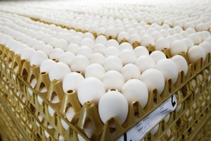 Oeufs contaminés: des tests sur la viande de poulet, le scandale s'étend