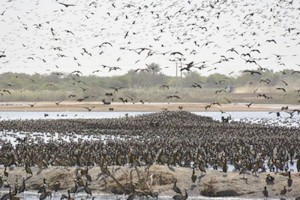 Afrique de l’ouest : la Fondation pour la nature appuie la protection des oiseaux d’eau