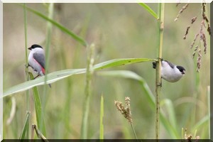 Oiseaux granivores dans le Gorgol : menace pour la culture du riz