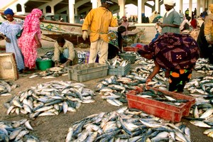 Afrique de l’Ouest: trop de poisson «détourné» vers les usines de farine