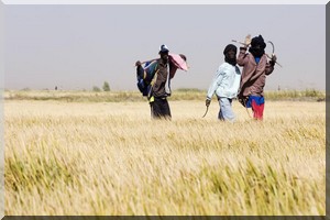 Sénégal: le pays veut devenir autosuffisant en riz d'ici 2017