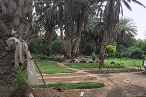 Sauvons la palmeraie de Nouakchott