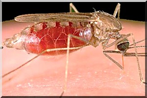 Un grand pas vers la commercialisation d'un vaccin contre le paludisme