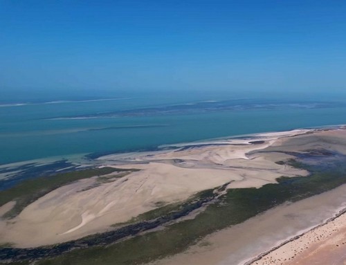 VIDÉO - Mauritanie : le parc national du Banc d'Arguin, le refuge des oiseaux migrateurs