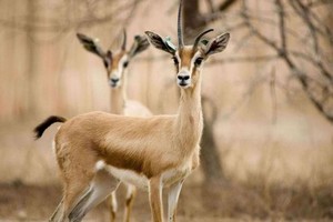 Mauritanie : le parlement se penche sur la préservation de la faune sauvage