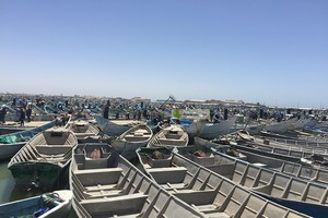 Le ministère des Pêches prolonge de 15 jours les activités de pêche maritime
