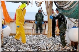 Une société publique mauritanienne a exporté prés de 63.000 tonnes de poissons en 2014