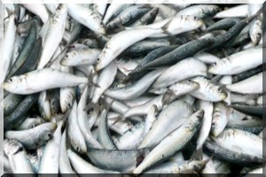 Vers une coopération mauritano-égyptienne dans le domaine des pêches