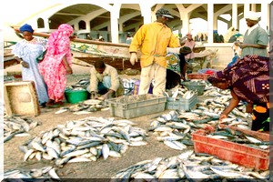 Pêches: reprise de la pêche artisanale