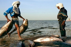 Pêche : la Mauritanie appelle les pays africains à coordonner leurs positions lors des négociations pour des accords avec l’union européenne