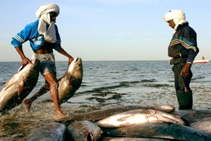 Le ministre de la pêche : le secteur a contribué pour 70 milliards au budget de l’état en 2016