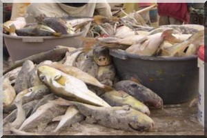 Pêche : Nouakchott met en place un groupe national consultatif multipartite 