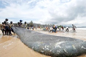 En Sierra Leone, la pêche industrielle interdite pour un mois