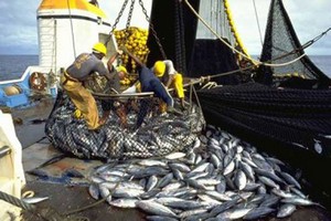 Mauritanie: baisse des exportations de la pêche en 2019