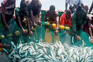 Vidéo. Accord de pêche Mauritanie /Sénégal : les mareyeurs sénégalais dans l’attente de leur sésame