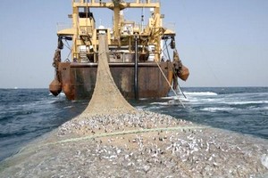 Mauritanie: près d'un milliard de dollars tirés des exportations de poisson en 2018