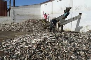 Mauritanie-Pêche-Diminution de stocks: Les professionnels tirent la sonnette d'alarme